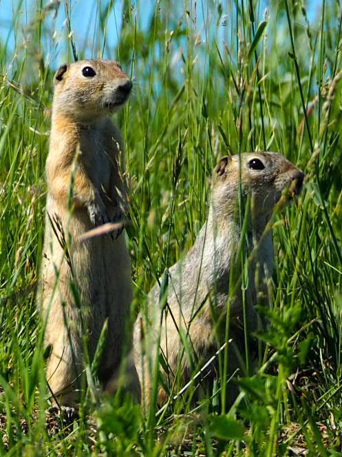 Morgens am Platz waren ganz neugierige Ziesel unterwegs