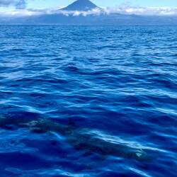 False killer whale unter Wasser