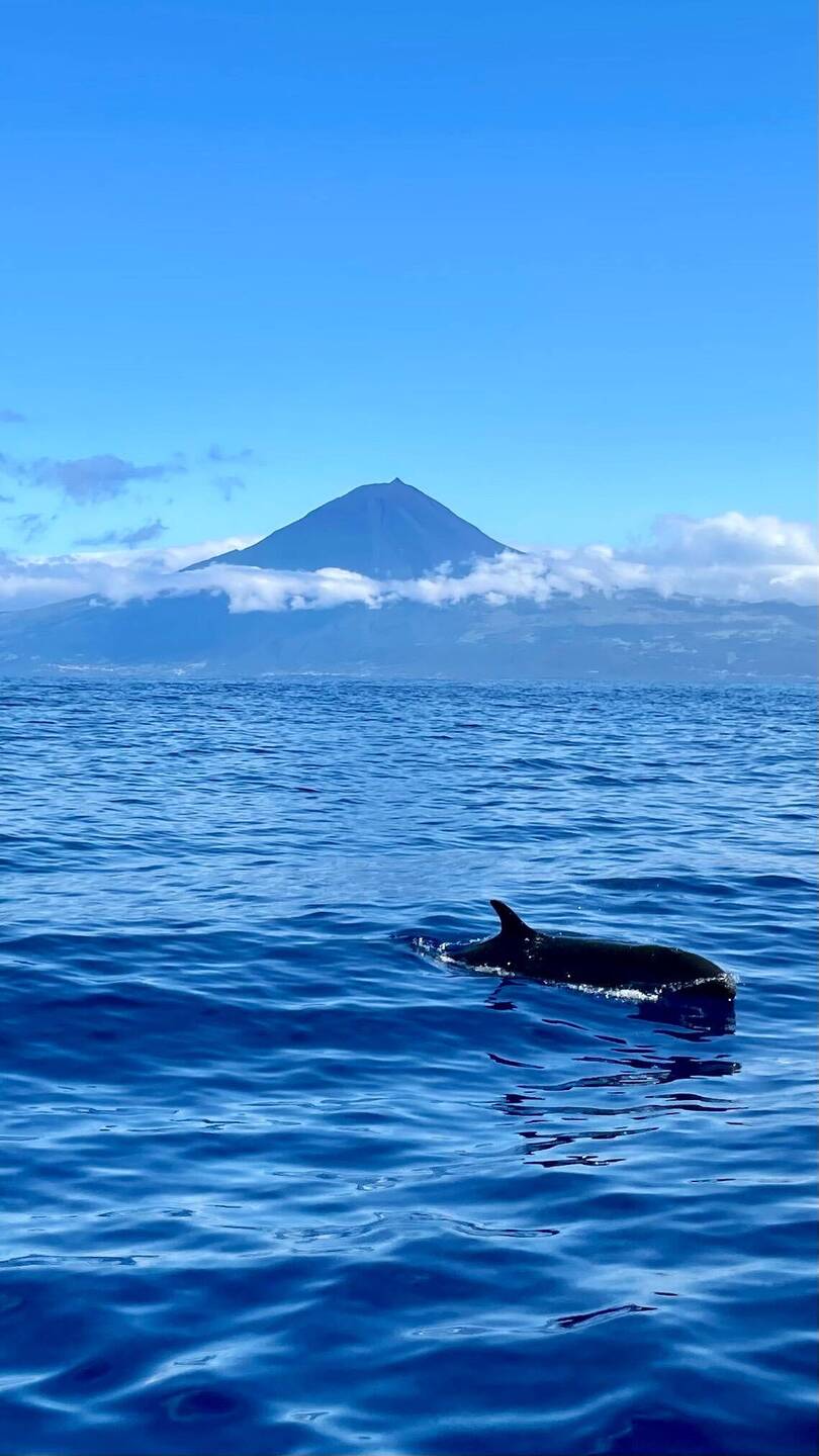 False killer whale vor dem Pico