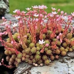 Plants growing on rock wall