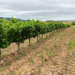 Beautiful grape Vines of Navarra region. The wine was good too! 🍷