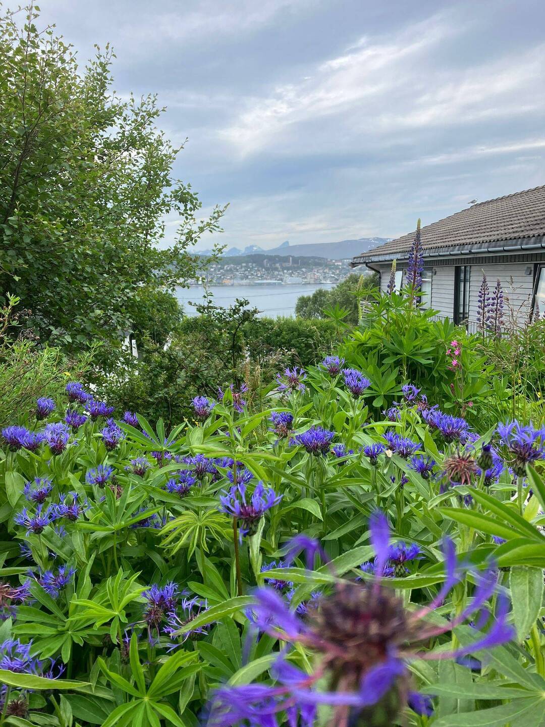 Wilde Lupines, je ziet ze overal