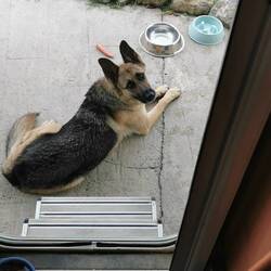 Ist nur der Besuchshund und zudem viel zu freundlich als Wachhund. Sieht aber gut aus.