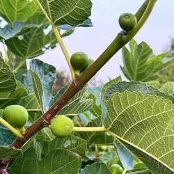 Incipient figs, which will be an excellent band name for later.