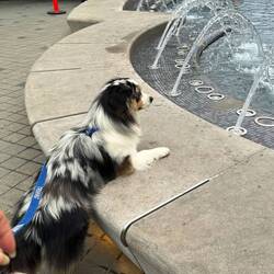 Moki checking out the fountain at Vauquelin Place