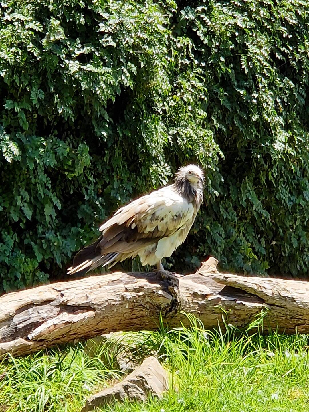 funny looking birdy