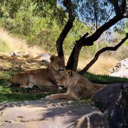 these guys sleep up to 20 hours a day