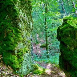 Unterwegs auf dem Urwaldpfad