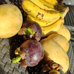 Mangosteen Frucht und frische Mangos😍