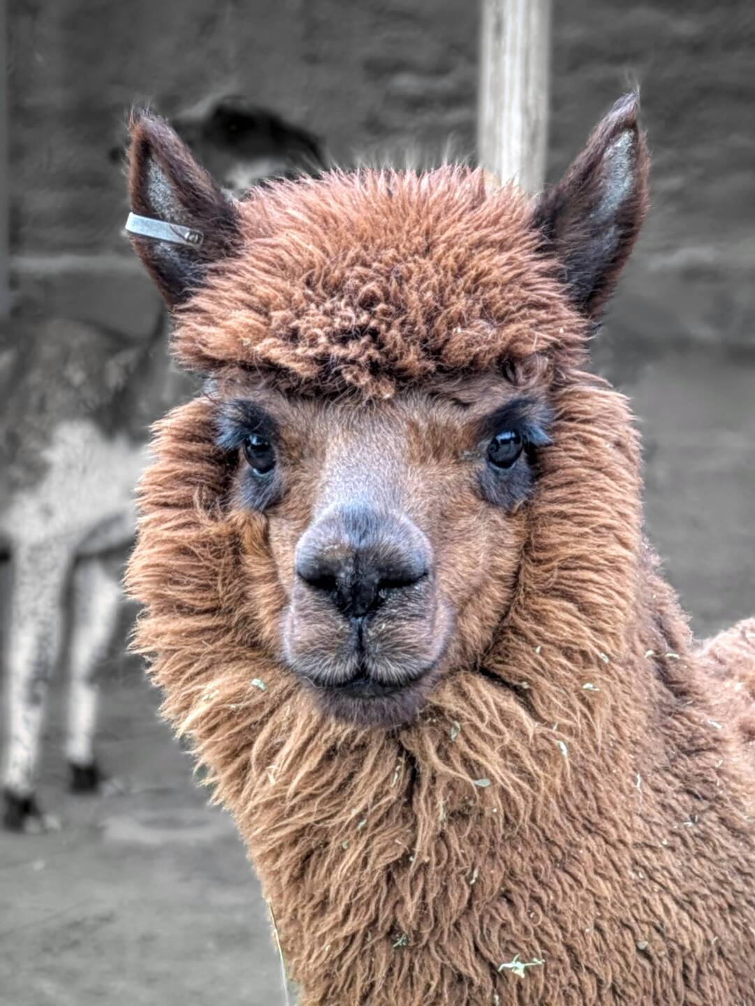 Alpacas. Peru has 80% of this cute animal's world population!
