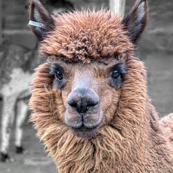 Alpacas. Peru has 80% of this cute animal's world population!