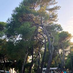 Speziell chnorrigi Pinie ufem Platz. Aber schöni Schattespänder