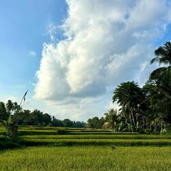 Endlich mal ein Foto von Reisfeldern 🌾