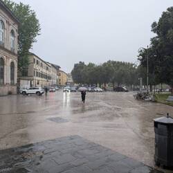 Raining cats and dogs