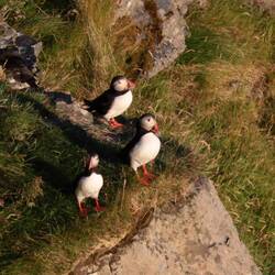 Im übrigen kommen 500.000 Vögel (verschiedene Arten) über den Sommer nach Runde