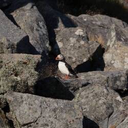 Super weit weg, Fotos schwierig, trotzdem folgt ein Bilder-Spam von puffigen Puffins😍