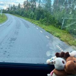 Unser erster Elch in freier Wildbahn