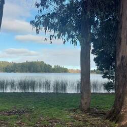 De bomen zijn van Austalië