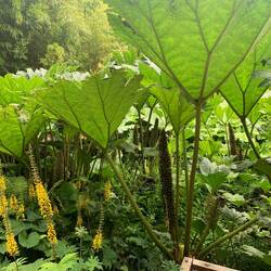 Blarney Castle Gardens