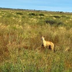 Dingo alert
