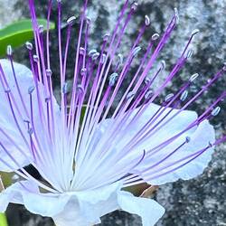 Even the weeds are fabulous in Italy.