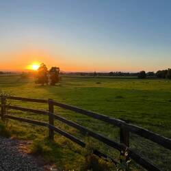 Sunset with the grazing cows