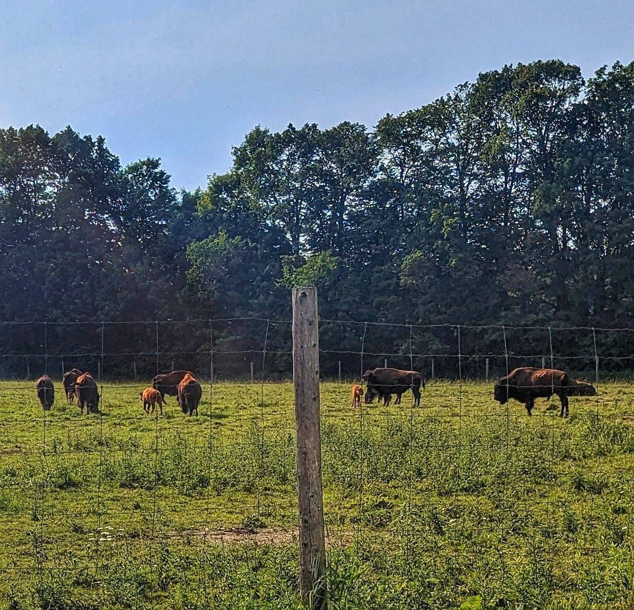 Bison babies 🥰