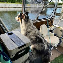 Moki doing some sightseeing while we slow cruise