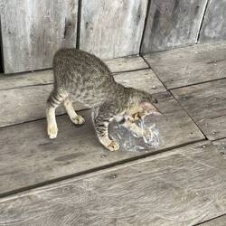 Teeny Twitchit