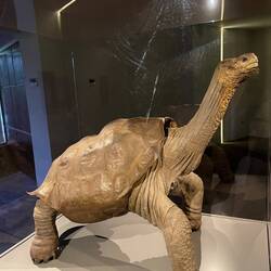 "Lonesome George": der letzte seiner Gattung ist hier in 2012 einsam verstorben 🥺🐢