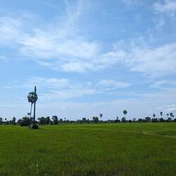 Rice fields