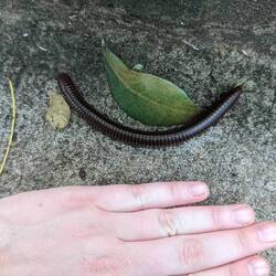 Encountered so many of these huge millipedes up the stairs