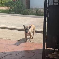 Homestay pup, he has such tiny legs