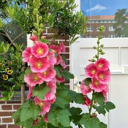 Summer flowers 🌺