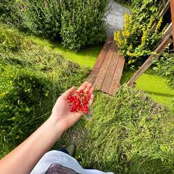 Picking fresh red currants