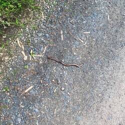 4Stück 🐍, Reh und Reiher