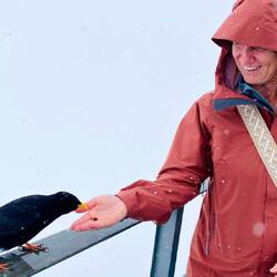 Dohlenfütterung mit Rosinen