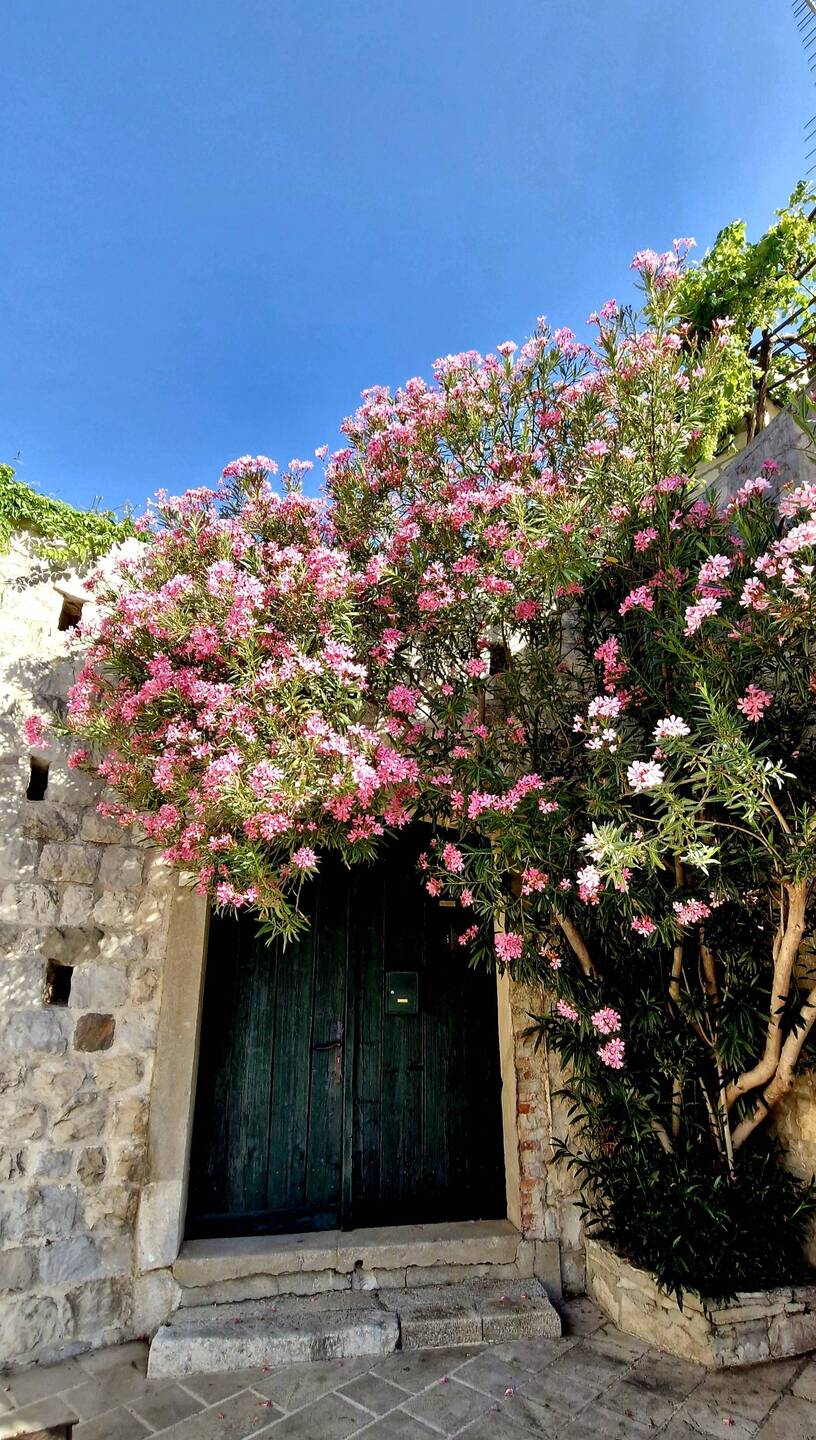 That's a wrap Cavtat