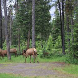 Süße Besucher auf dem Campingplatz