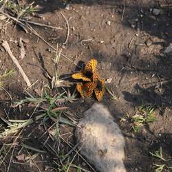 Polaris Fritillary