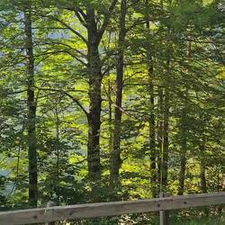 Cycle around lake bohinj