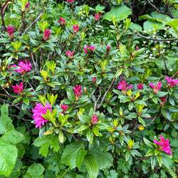 Tausende von Alpenrosen beim Trübsee und bei der Engstlenalp