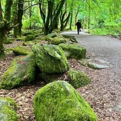 Mossy walk to the waterfall