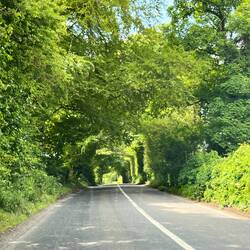Lots of green tunnels on the drive