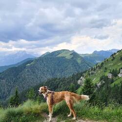 Mountain doggo (for you Kiera)
