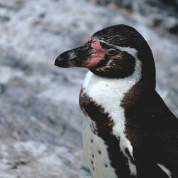 ... die hier gehen dagegen sehr gesittet vor...