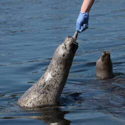 .... fressen, als gäbe es kein Morgen mehr😅