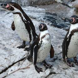 .... fast in einer Reihe angestellt, bis jeder seinen Fisch bekommt😊
