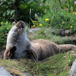 Dumme Touristen auslachen können sie jedenfalls ganz gut🙃