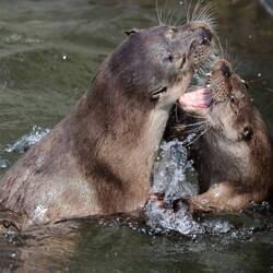 Also, ähm.... naja, fast immer🫣😅